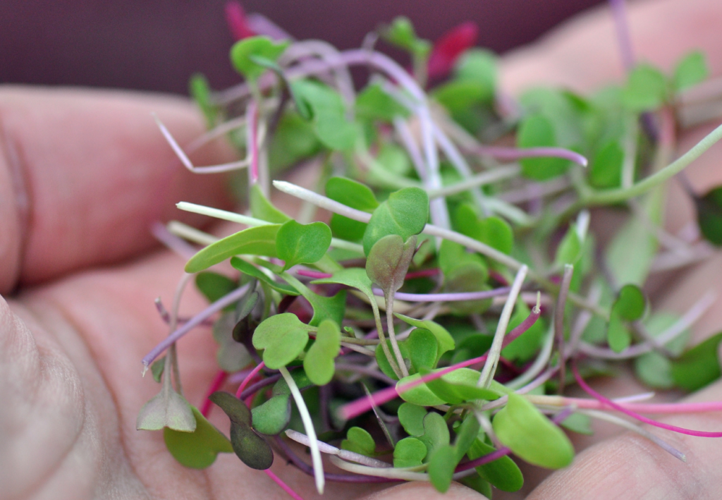 Microgreens und Sprossen: Kleine Nährstoffbomben für Kinder Microgreens und Sprossen: Kleine Nährstoffbomben für Kinder